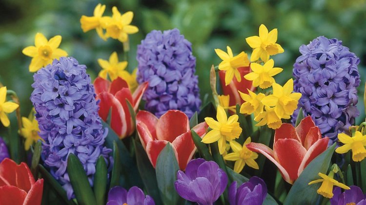hyacinth-daffodil-tulip-crocus_1024x1024
